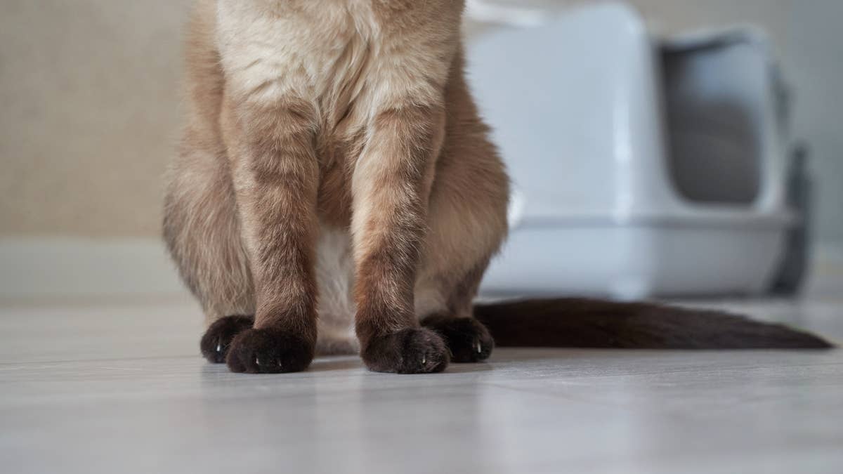 Rare Maine Coon-Ragdoll kitten's body looks perfectly split down the middle
