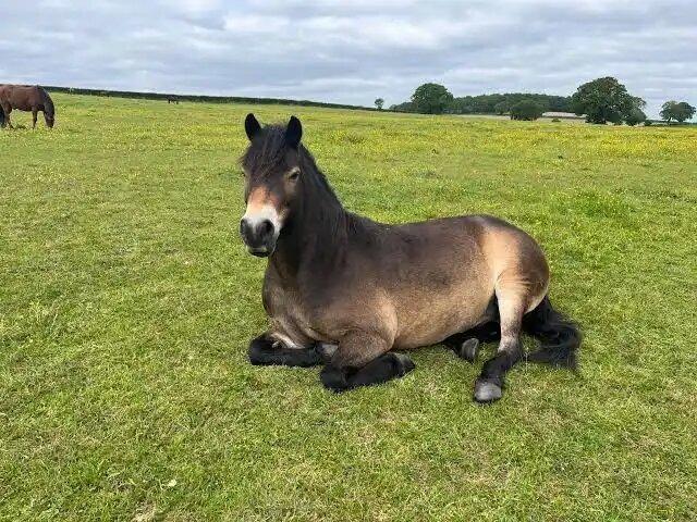 Extension to pony grazing enclosure at Lewes’ Landport Bottom