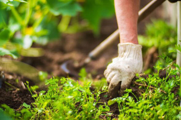 Banish weeds from gardens with best possible method using everyday item