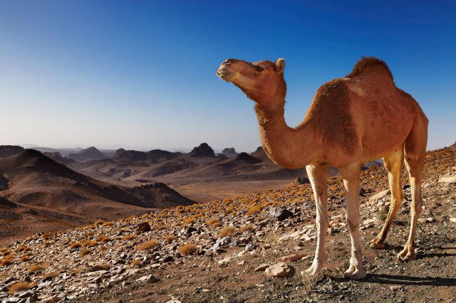 Camels may hold clues to surviving extreme heat, new research suggests