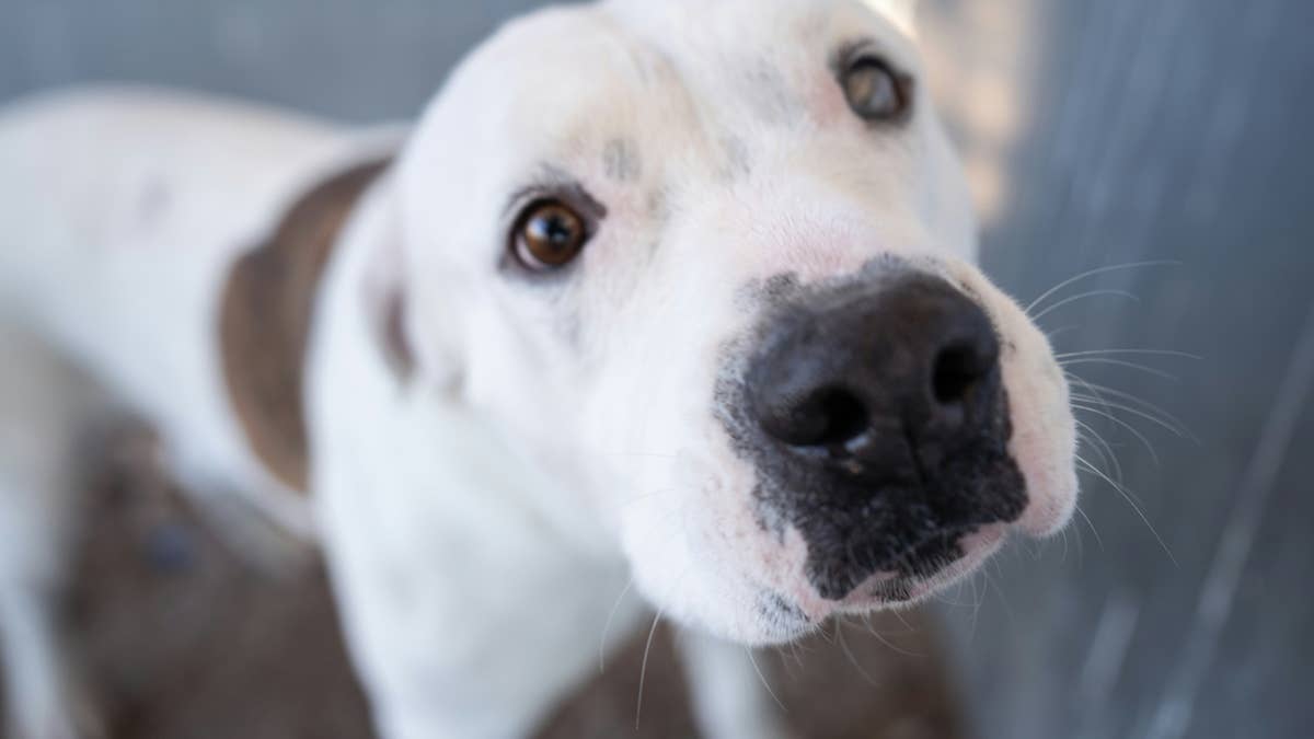 'Silly' shelter pit bull mix has the time of his life playing alone in his kennel, and it's the sweetest