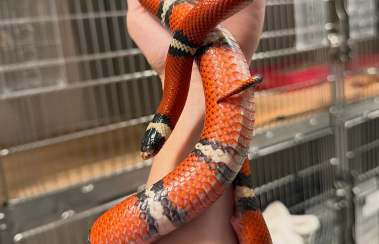 Colorful milk snake found on the loose in the South End