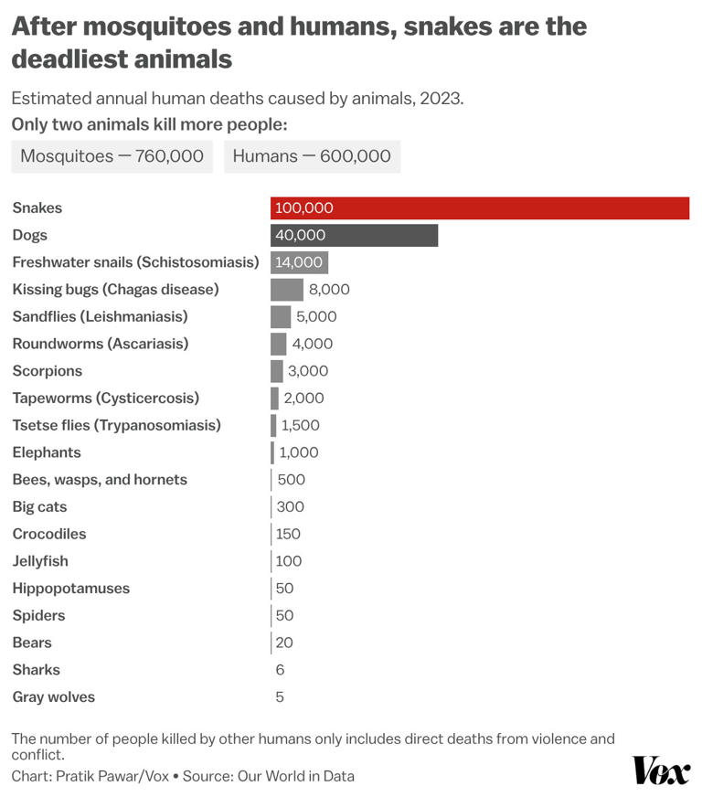 This animal kills 100,000 people a year. Why can't we stop it?