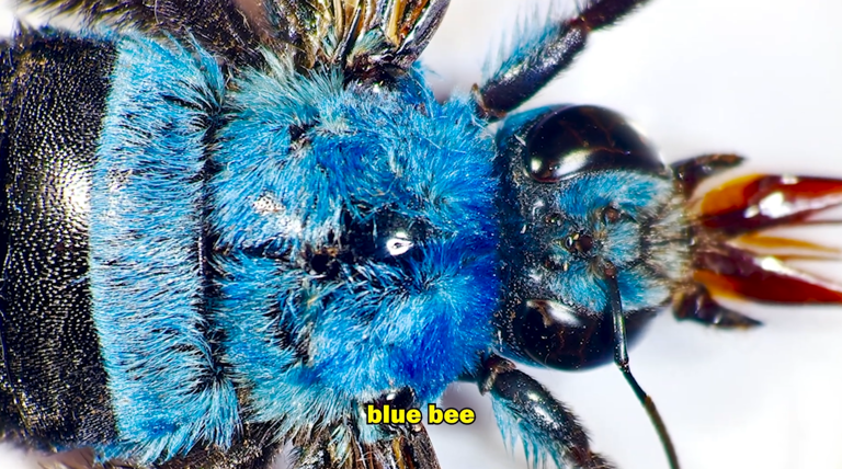 The rare blue carpenter bee revealed under the microscope