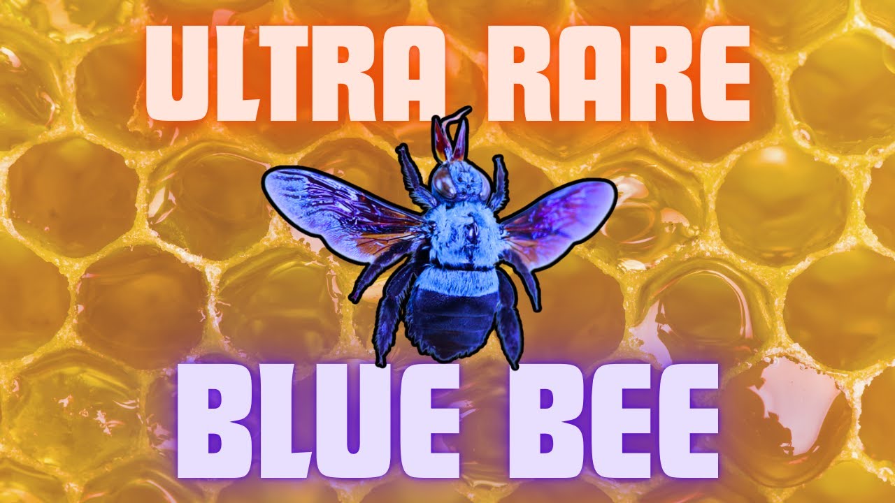 The rare blue carpenter bee revealed under the microscope