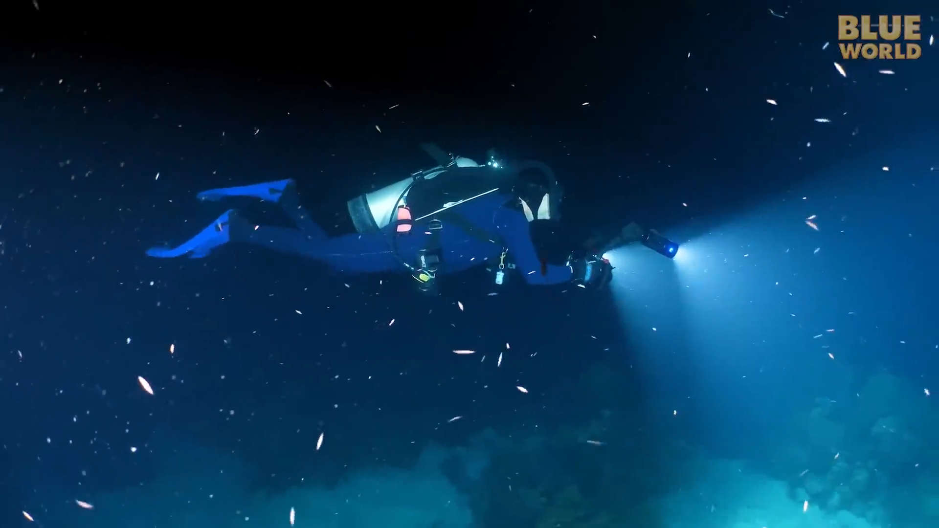 The reef looked empty until the lights turned on