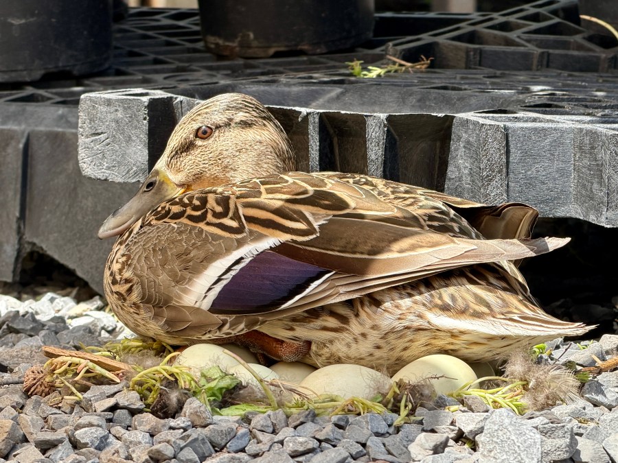 A special guest decides to nest at Marble Farms off-road stand