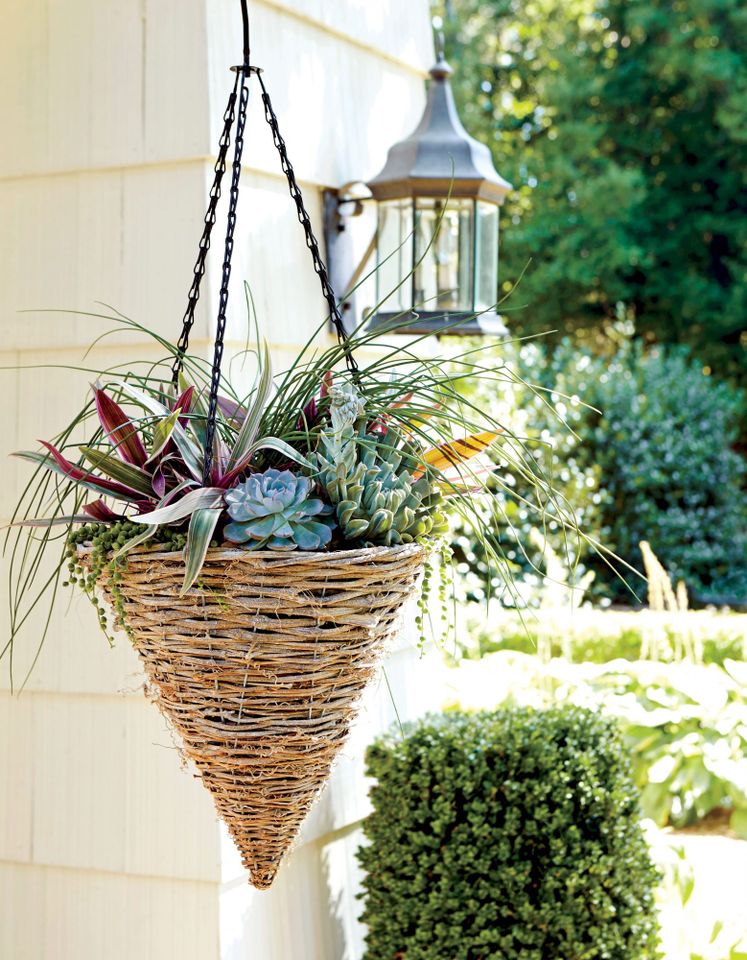 Sunny Hanging Basket