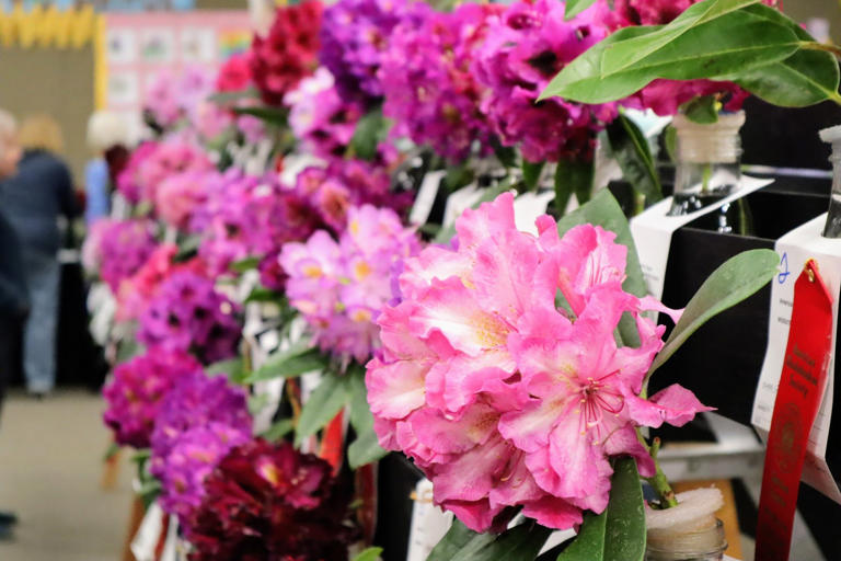 What the 'Rhododendron King' taught us about growing, spotting and ...