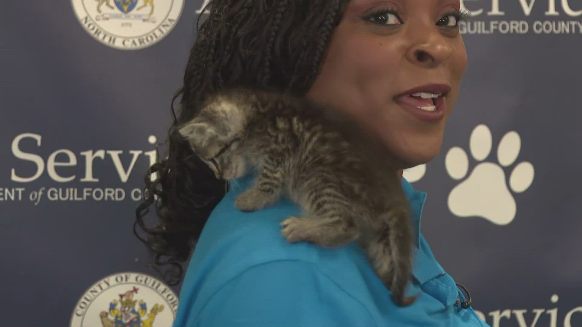 Adorable kitten interrupts live newscast | 2 the rescue