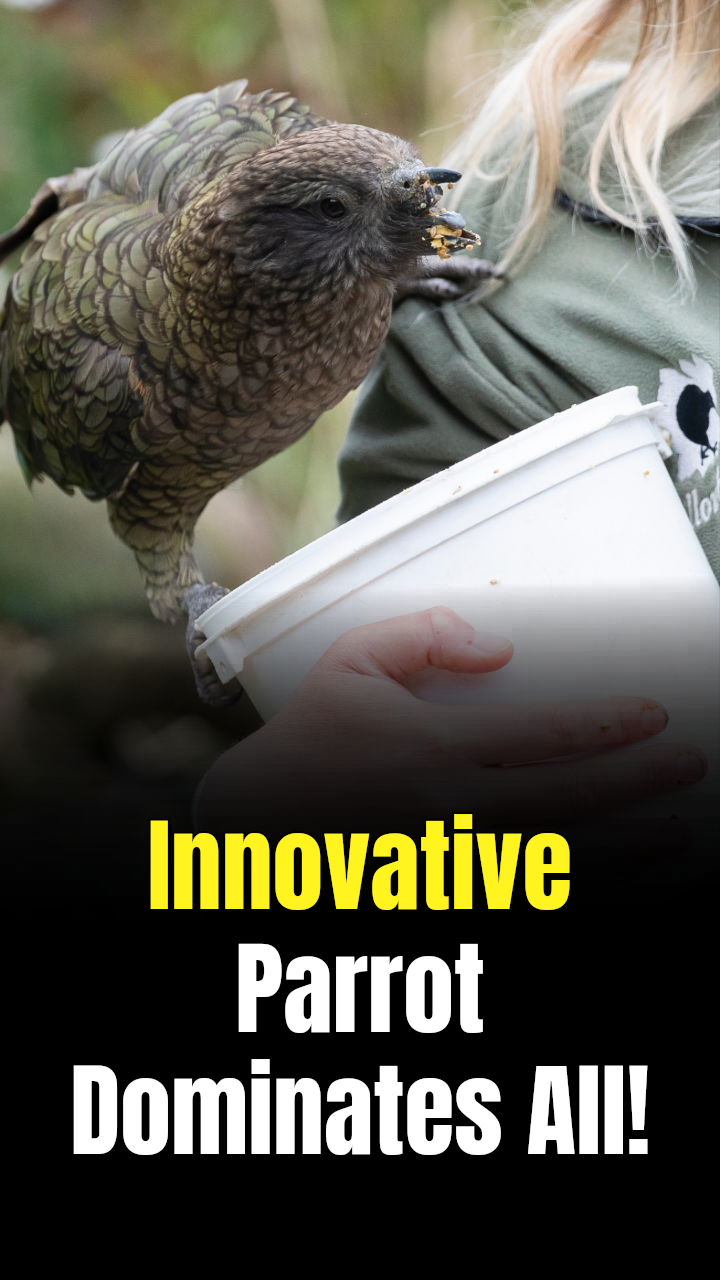 Endangered parrot missing half his beak invents a new fighting style to ...