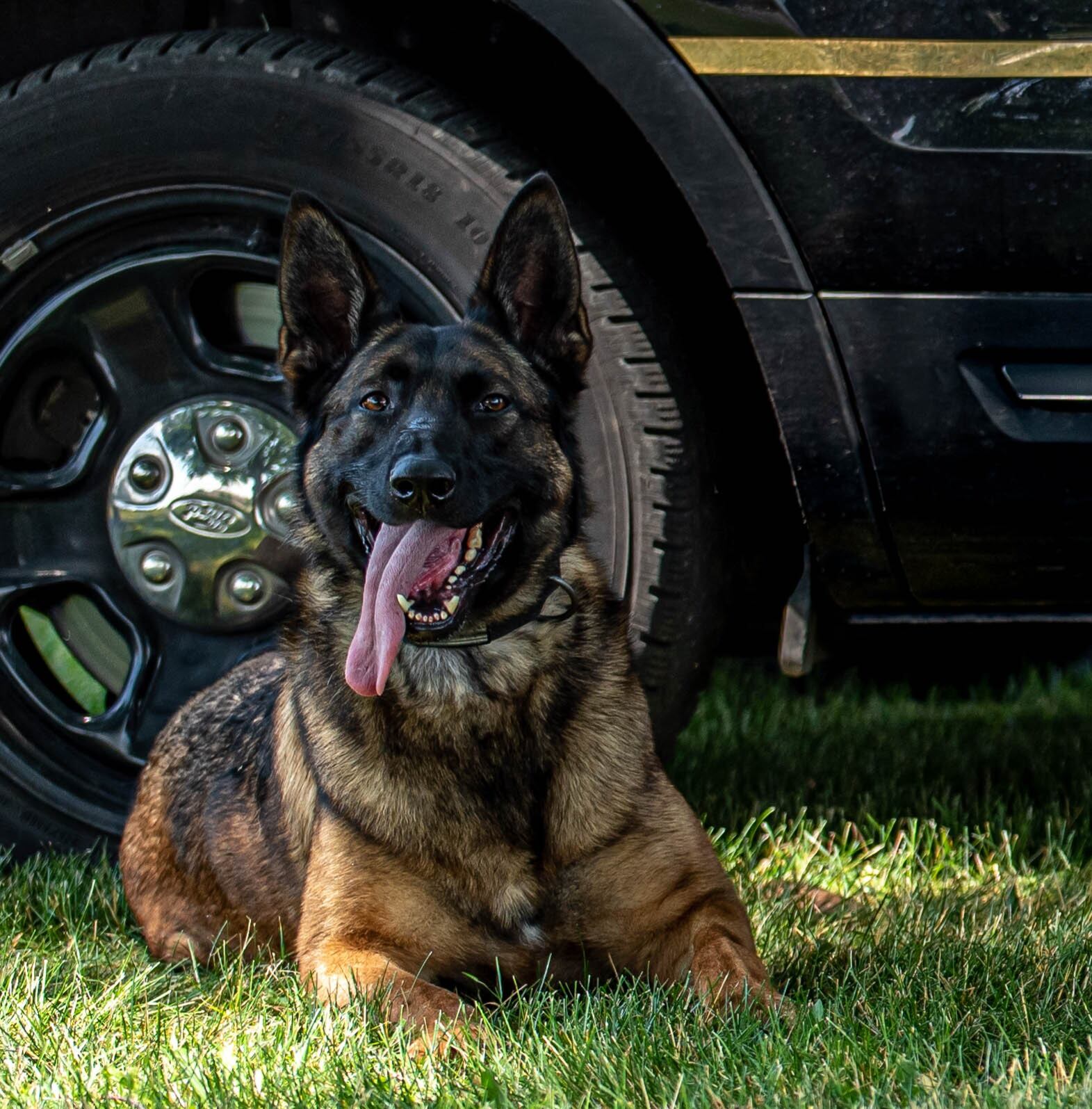 Rock County Sheriff’s Office mourns loss of retired K9 Kamo