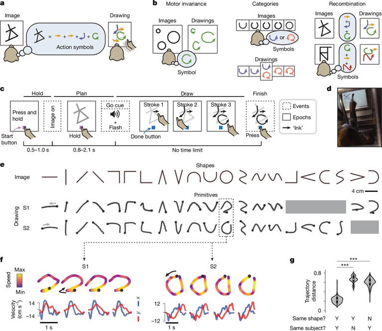 The neural basis of thought symbols identified for the first time