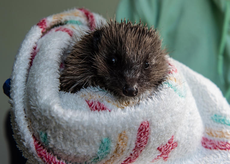 16 adorable pictures of prickly pals at Hedgehog Rescue Blackpool