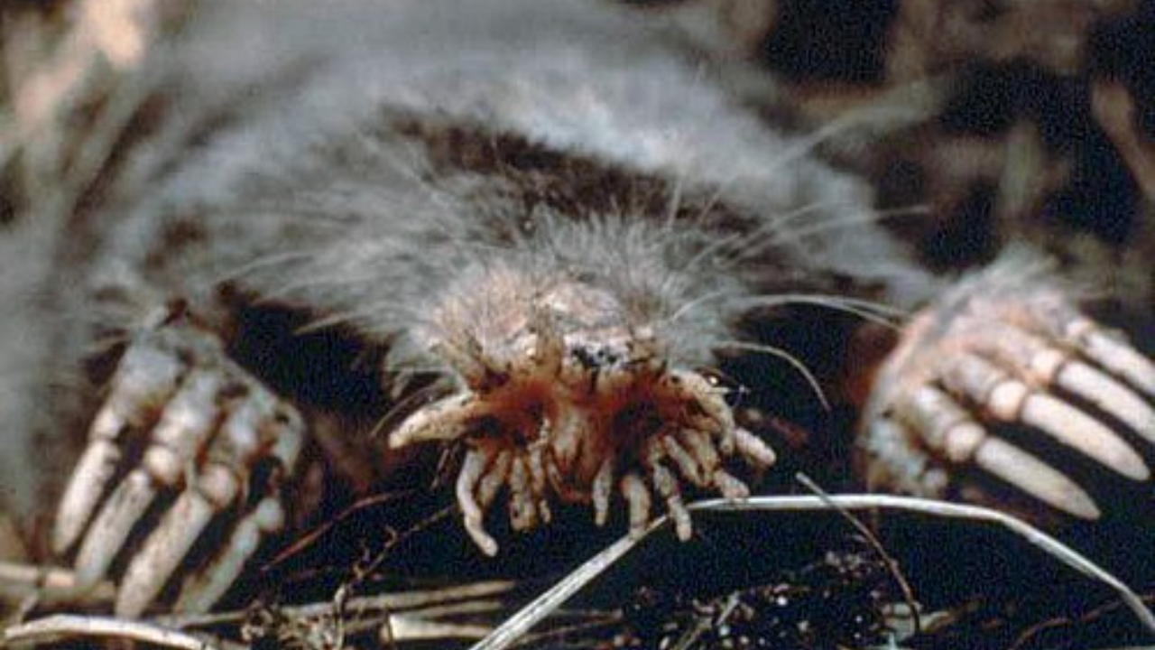 25,000 touch sensors, no eyes, total darkness; meet the animal that ...