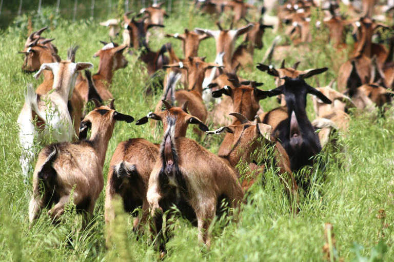 Video: Goats take a swing at weeds at Kansas golf course