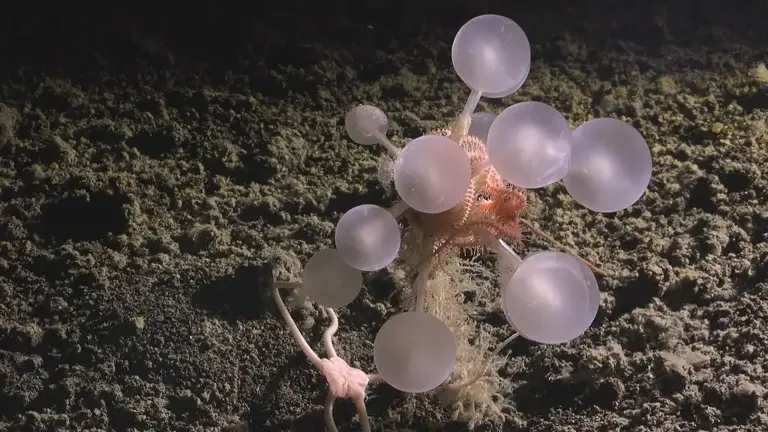 Scientists found over 1,100 new ocean species including a worm that ...
