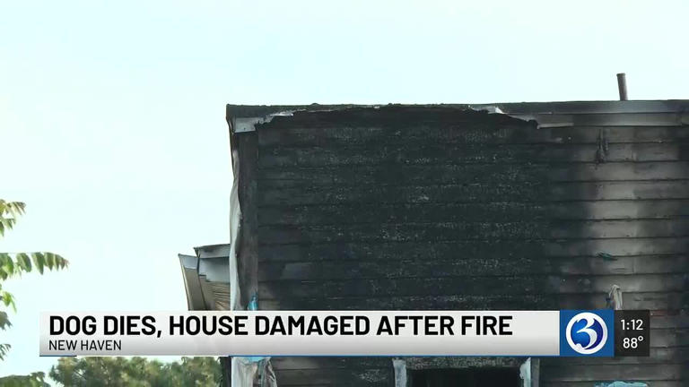 Second-alarm fire in New Haven kills dog, damages multi-family home