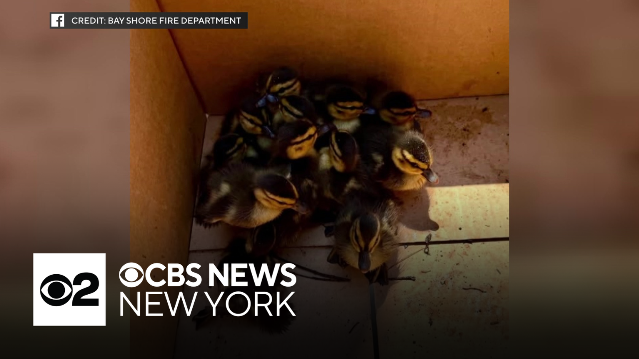 Ducklings trapped in storm drain rescued by Long Island firefighters