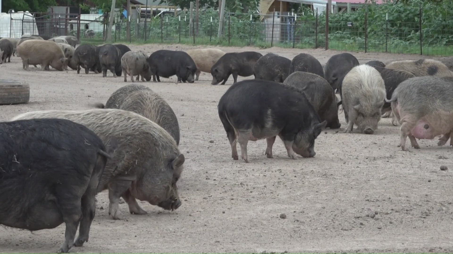 Texas sanctuary rescues hundreds of abandoned pigs
