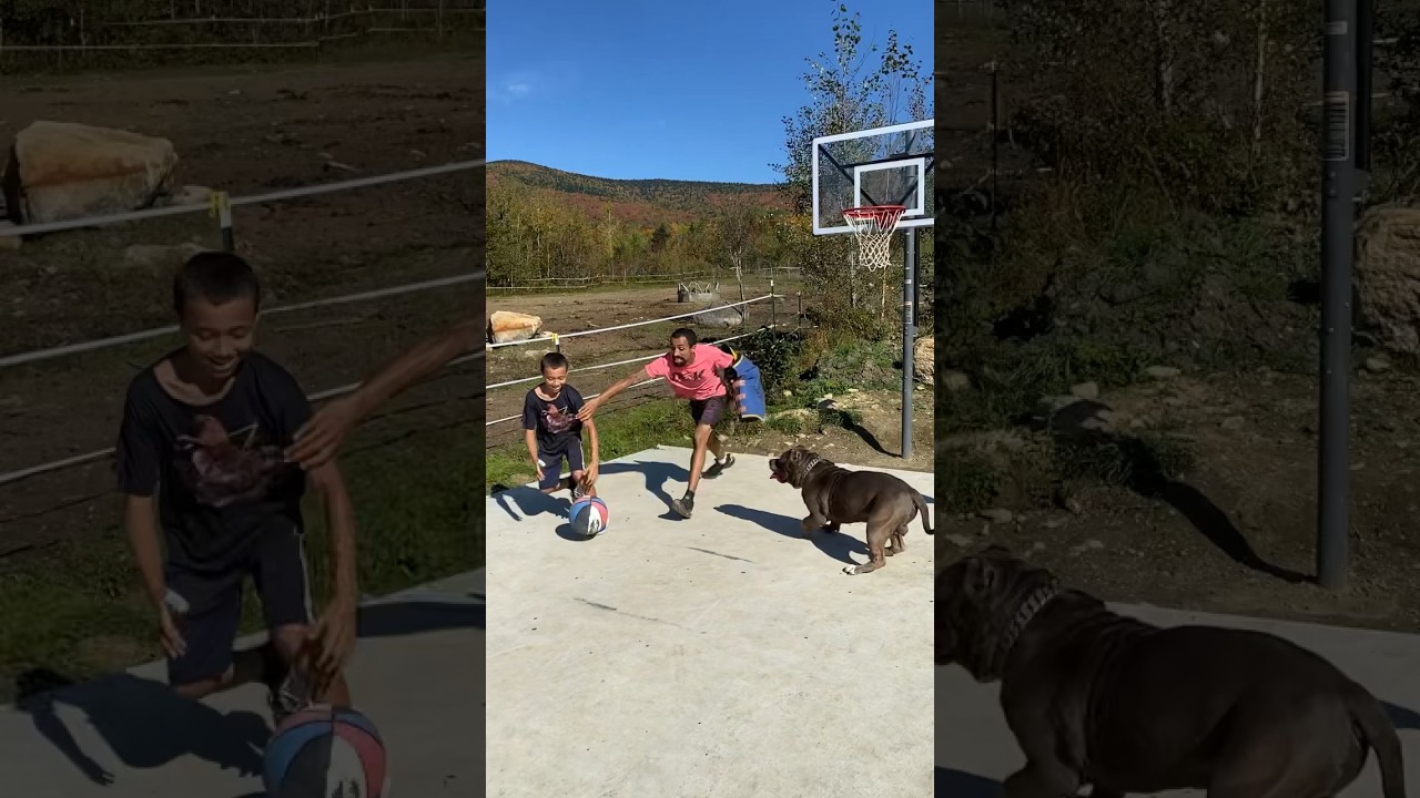 See how perfectly this dog follows every command