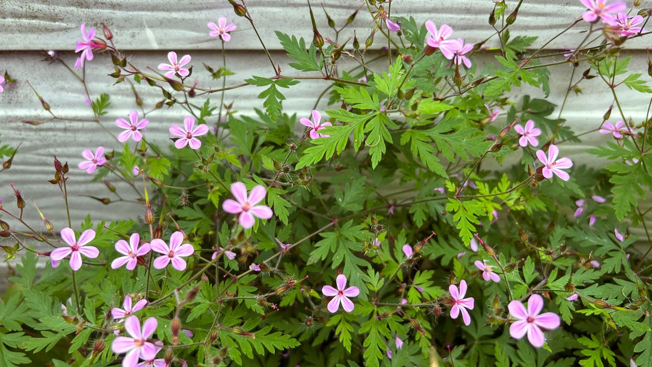 Stinky Bob is taking over my garden – I'm stopping the weed in its ...