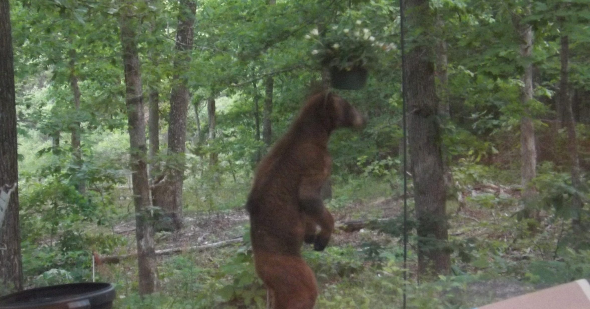 Bear spotted in Cabool