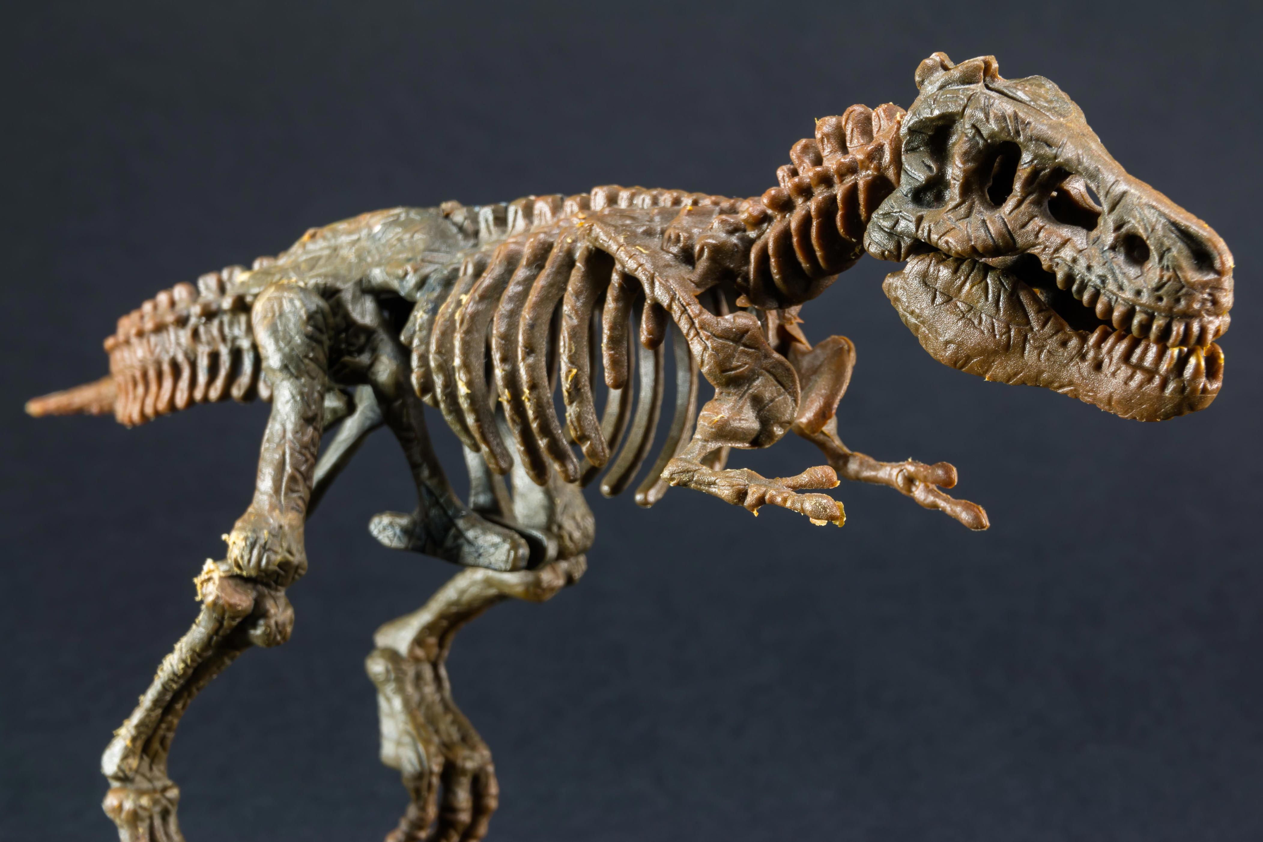 The T rex is known for having tiny arms. New study suggests why