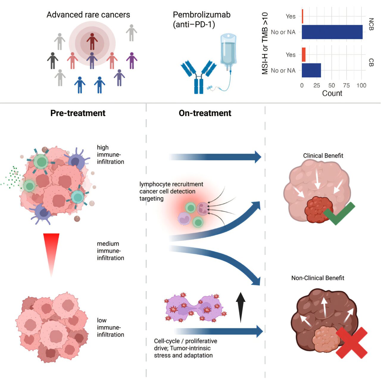 Tumor microenvironment features may predict immunotherapy response in ...