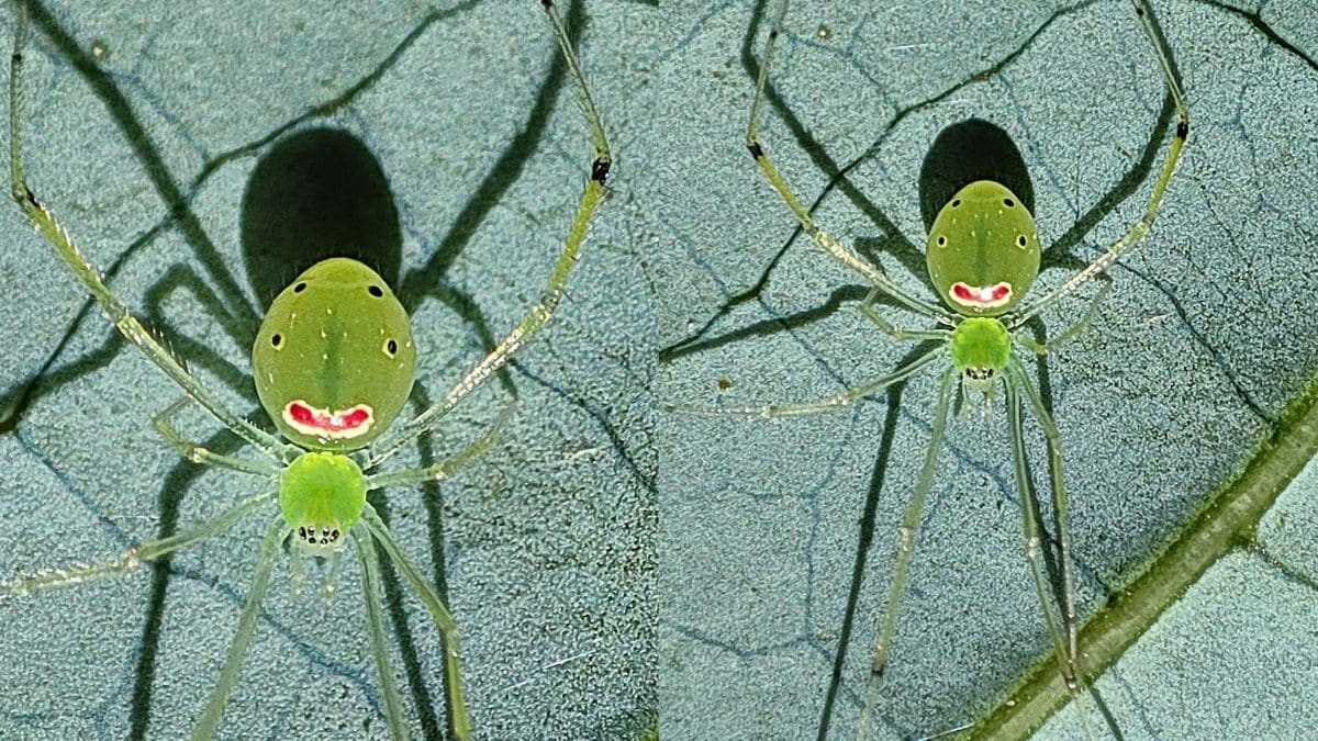Una nuova specie di ragno “sorridente” è stata appena scoperta in India ...