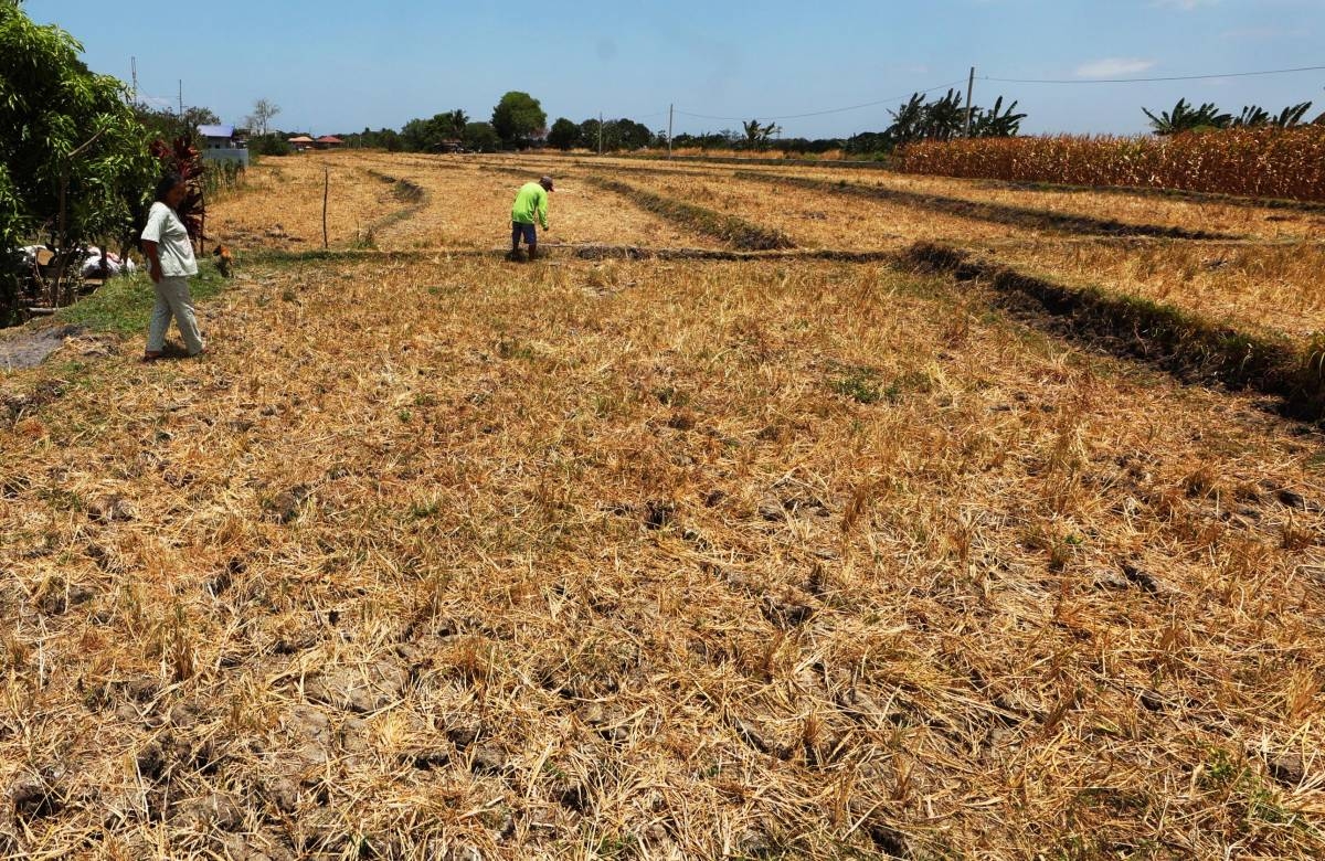 Climate-smart measures pushed for rice farmers