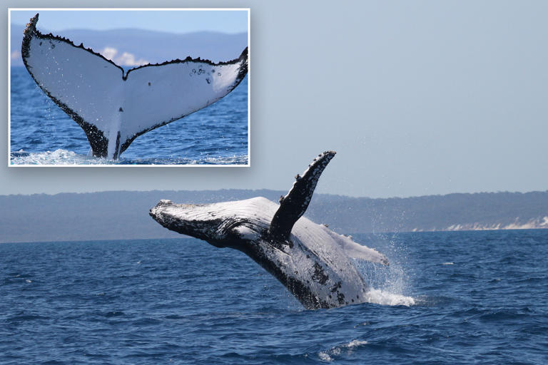 Two humpback whales break records in 'a very rare event'
