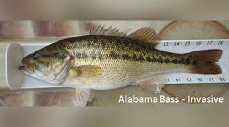 Invasive bass found in Kentucky lake