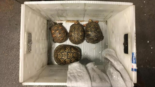Nearly 2,000 Florida turtles were shipped overseas in alleged $550,000 ...