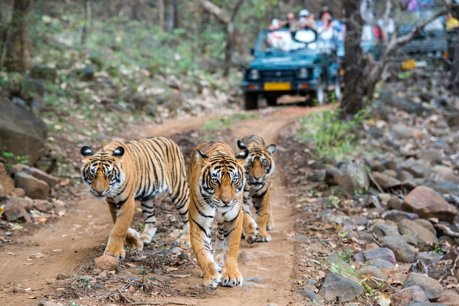 This popular safari destination is banning phones to protect tigers
