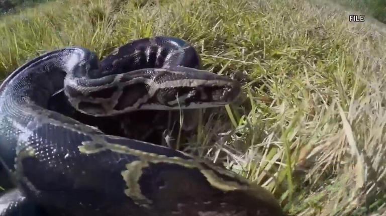 Registration opens for 2026 Florida Python Challenge