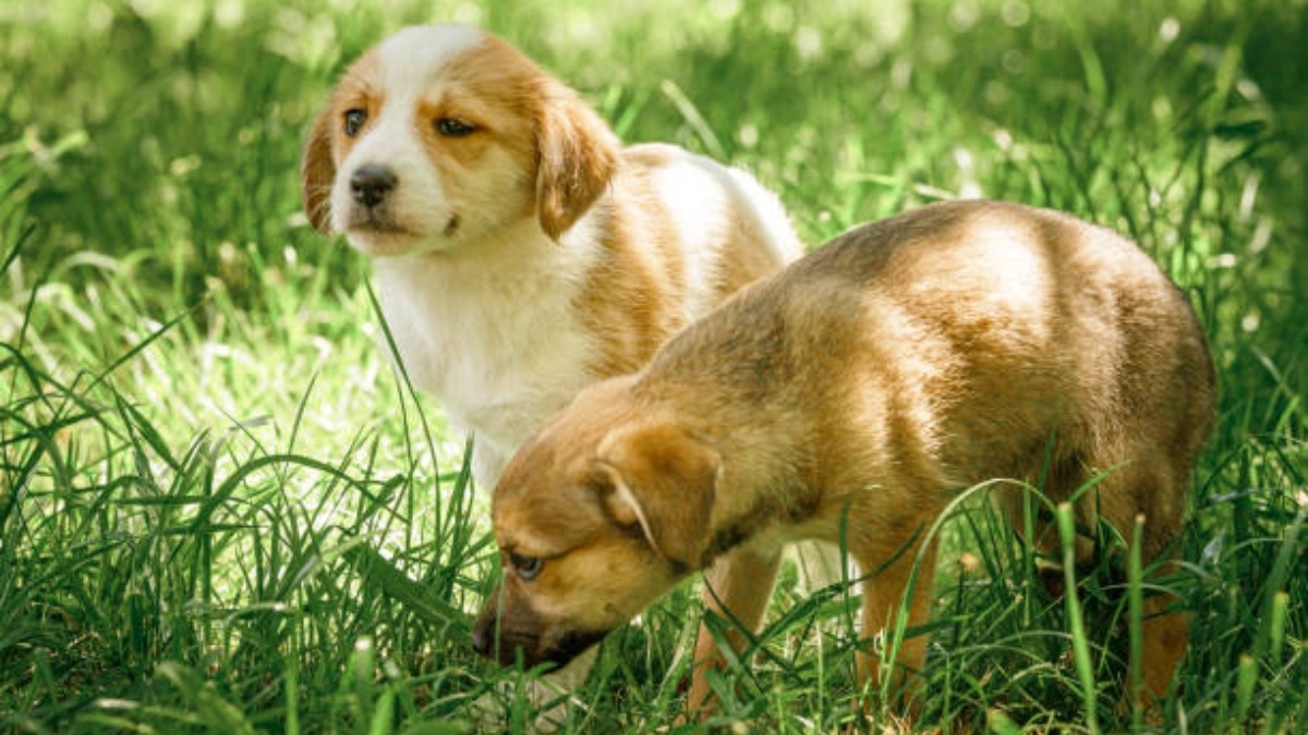 Image showcasing What no one tells you about why dogs eat grass and how to spot a ...