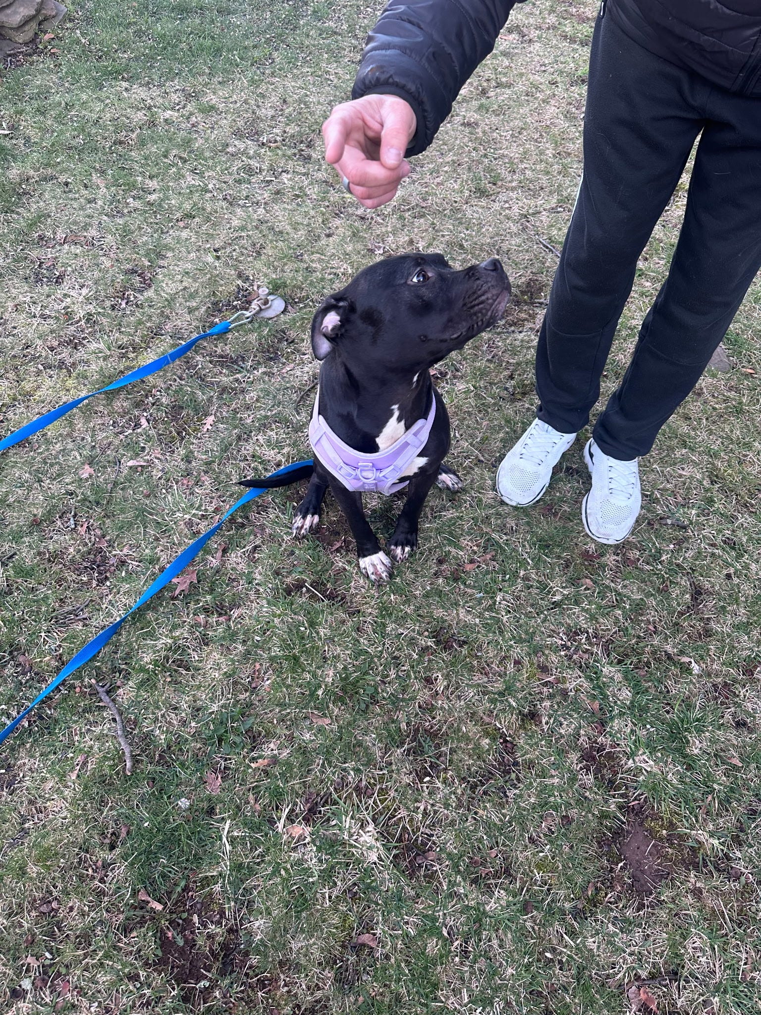 $5K reward offered after dog abandoned in Lebanon Borough