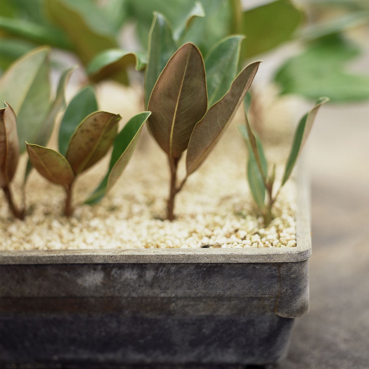 How to propagate a magnolia tree – all about air layering and rooting ...