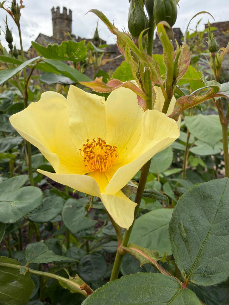 Roses bloom 'weeks early' as climate change upends flowering patterns