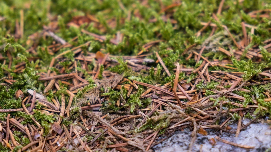 Media coverage highlights moss gardening's beauty and benefits