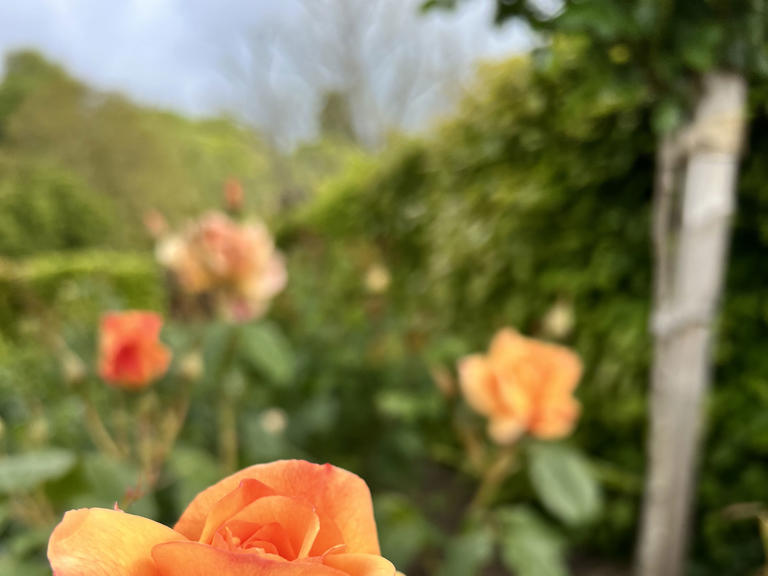 Roses bloom 'weeks early' as climate change upends flowering patterns