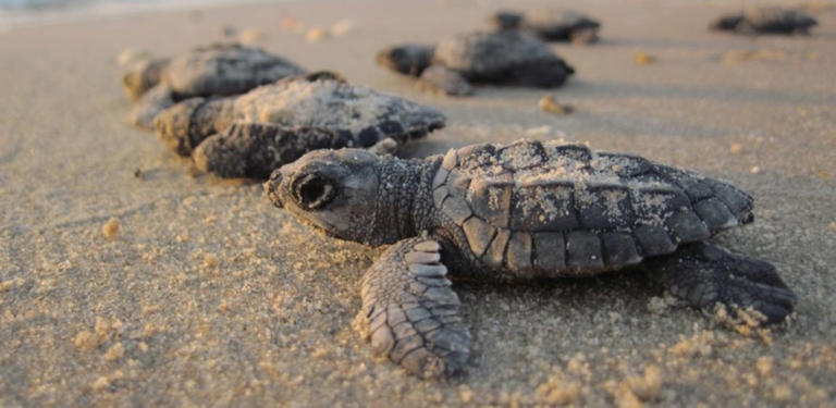 Florida sea turtles are off to a record-breaking start for nesting season