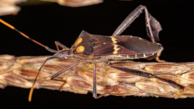 Baby bugs have to play 'game of roulette' to find survival partners ...
