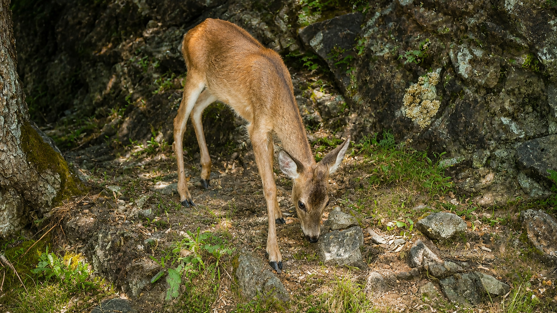 Forest activity quietly captured by a hidden wildlife camera