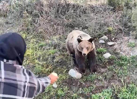 2 men allegedly seen hand-feeding grizzly bear in Smithers BC