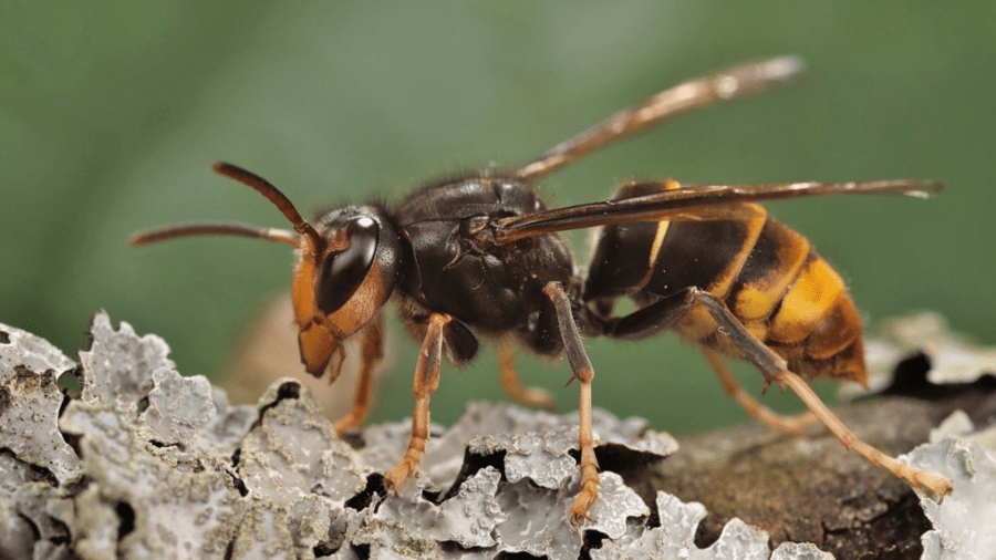 Oregon warns of ‘highly aggressive’ invasive hornets after Vancouver ...