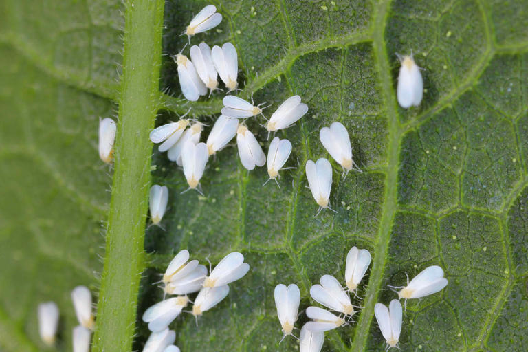 How to get rid of whiteflies on new plants before they spread