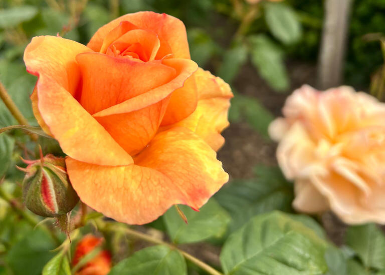Roses bloom 'weeks early' as climate change upends flowering patterns