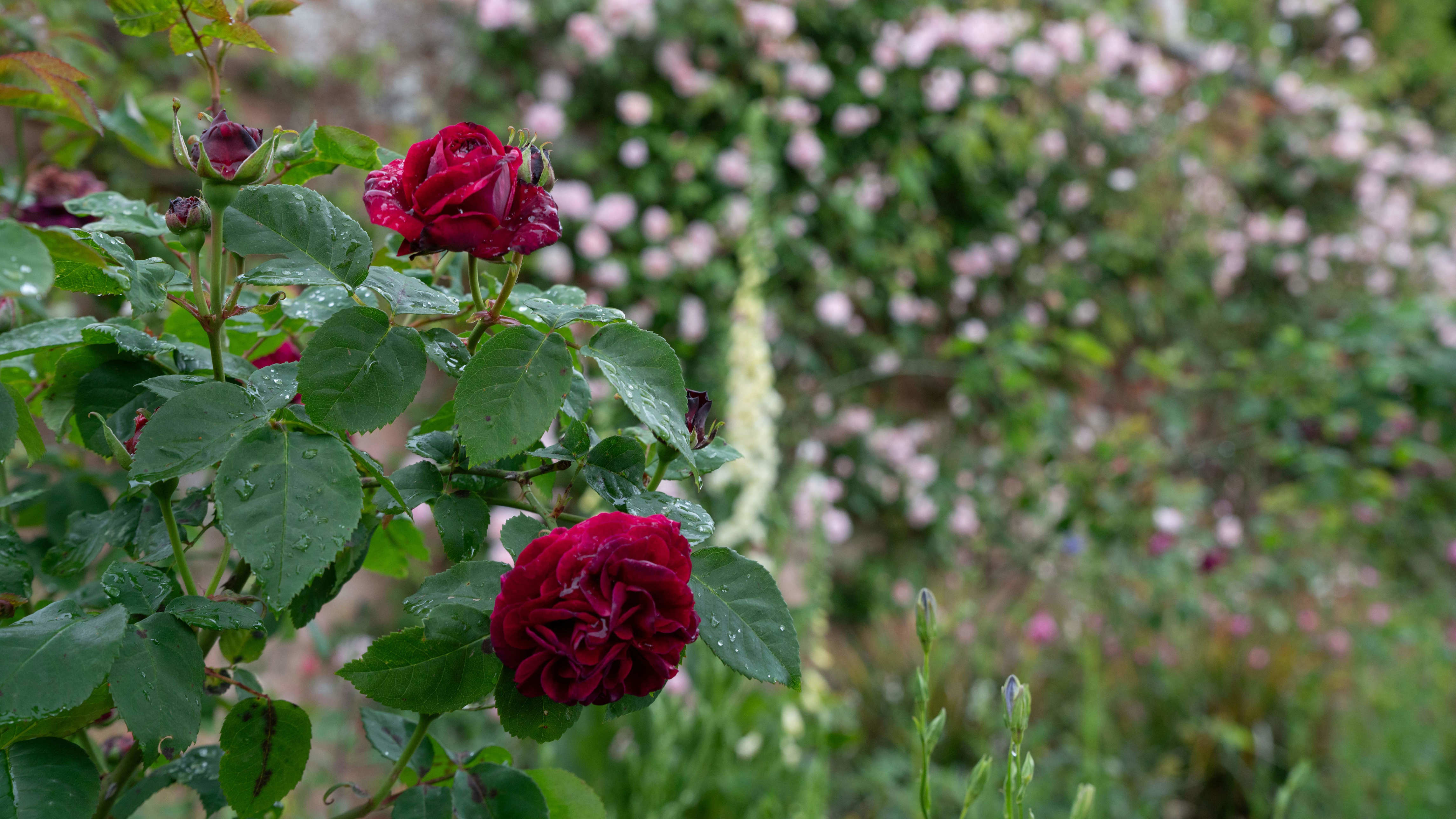Roses bloom 'weeks early' as climate change upends flowering patterns